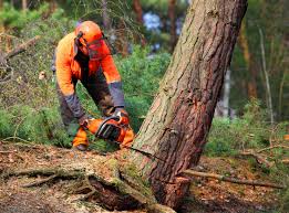 Best Residential Tree Removal  in Ocean City, NJ